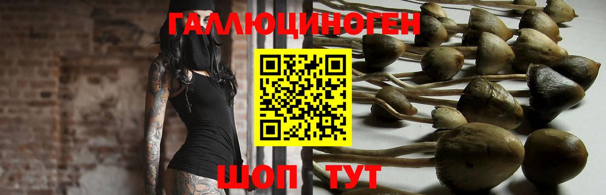 Псилоцибиновые грибы Psilocybine cubensis Маркс